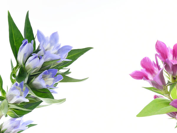 夏の花 りんどう｜花の八幡屋
