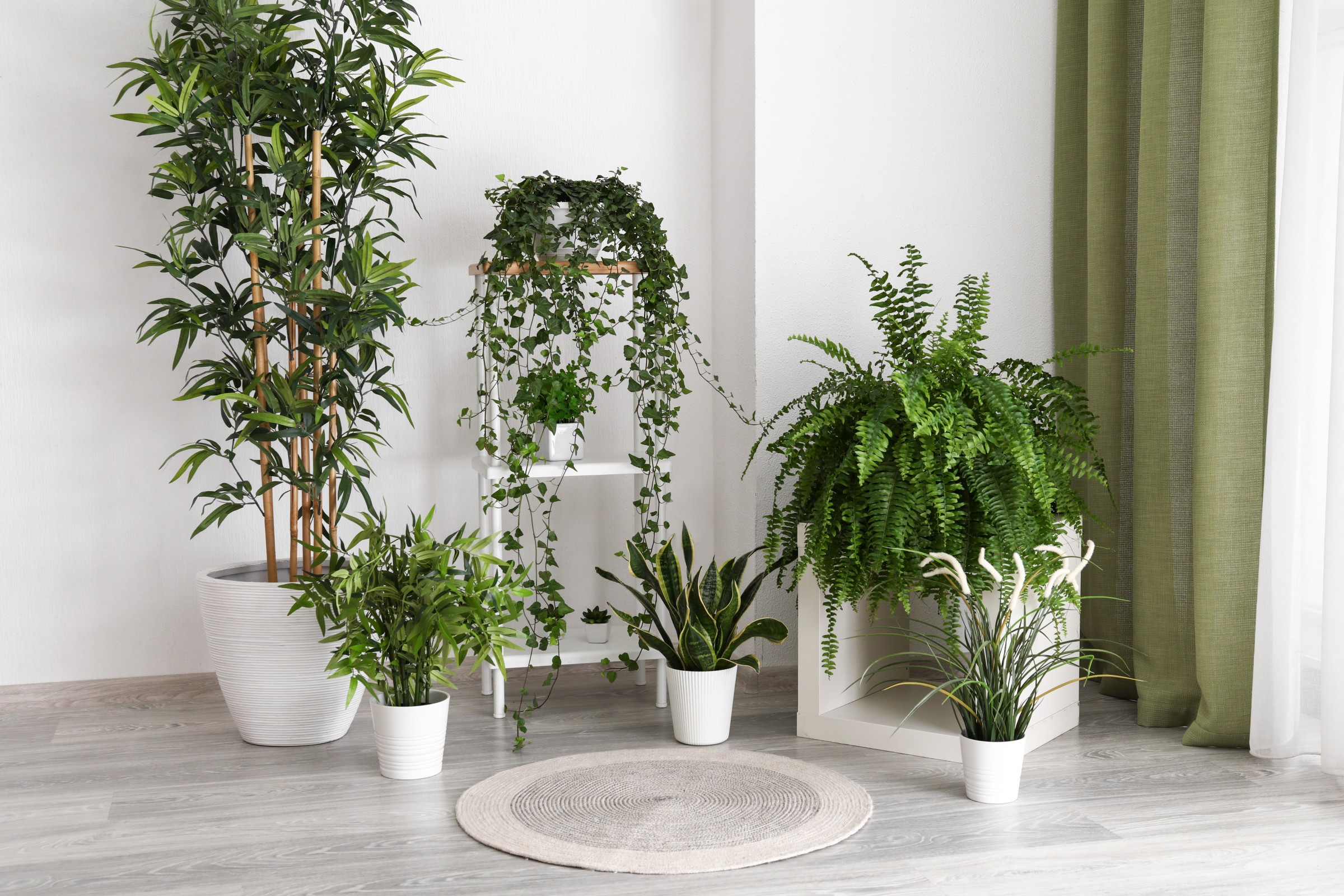 観葉植物