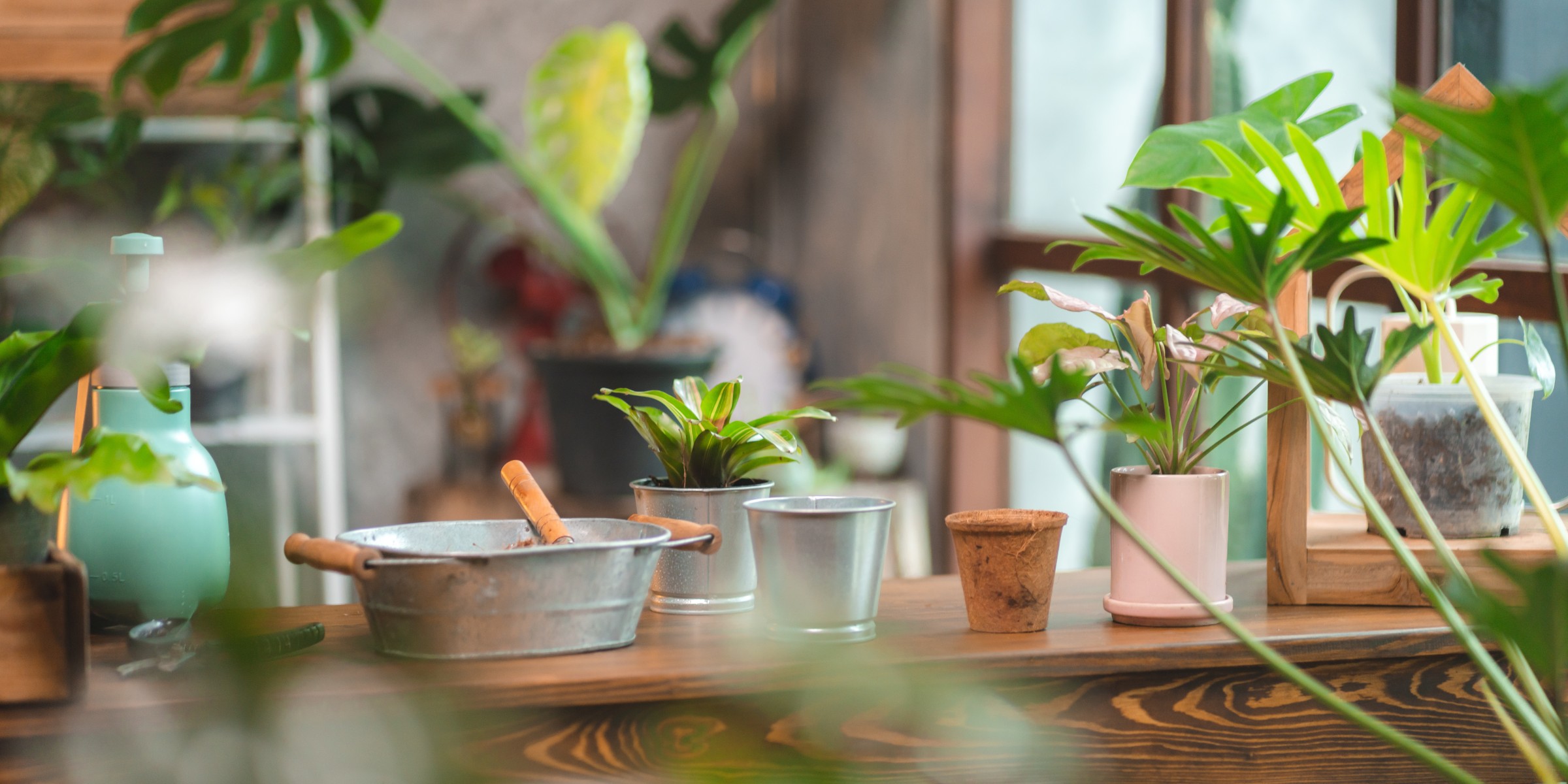 観葉植物